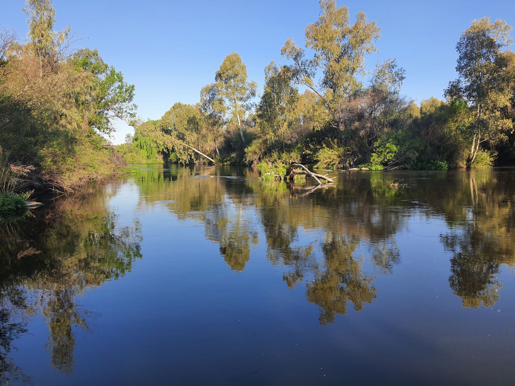 The Vaal River at Rocky Ridge, trees reflected in still water